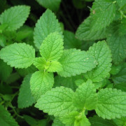 Read more about the article Peppermint essential oil uses