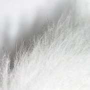 Read more about the article Pure Emu Oil