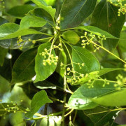 Read more about the article Ravensara essential oil uses