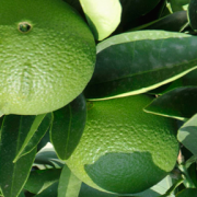 Read more about the article Recipes with Bergamot Essential Oil