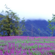 Read more about the article Recipes with Clary Sage Essential Oil