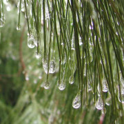 Read more about the article Recipes with Cedarwood Essential Oil