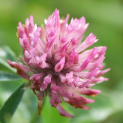 Read more about the article Recipes with Clove Essential Oil