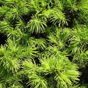 Read more about the article Recipes with cypress essential oil