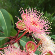 Read more about the article Recipes with eucalyptus essential oil