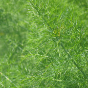 Read more about the article Recipes with Fennel Essential Oil