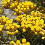 Read more about the article Recipes with helichrysum essential oil