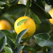 Read more about the article Recipes with lemon essential oil