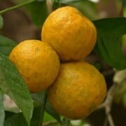 Read more about the article Recipes with neroli essential oil