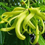 Read more about the article Recipes with ylang ylang essential oil