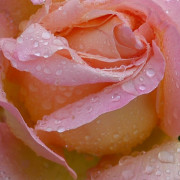Read more about the article Rose essential oil uses