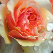 Read more about the article Rose water benefits