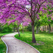 Read more about the article Sense of Smell