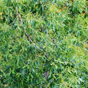 Read more about the article Tea tree essential oil recipes