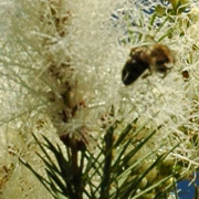 Read more about the article Tea tree oil for acne