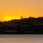 Read more about the article The Top 5 Essential Oils