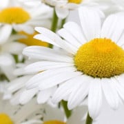 Read more about the article Top Seven Aromatherapy Oils and Their Therapeutic Benefits