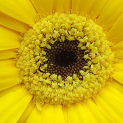 Read more about the article What Essential Oils to use for Creating a Welcoming Atmosphere at a House Warming Party