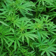 Read more about the article What are Terpenes