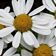 Read more about the article What do you need for aromatherapy?