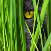 Read more about the article What essential oils are safe for pets