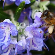 Read more about the article What is Thieves essential oil?