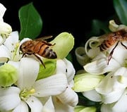 Read more about the article Which oils are essential oils