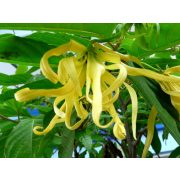 Read more about the article Ylang ylang essential oil uses