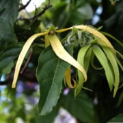 Read more about the article What essential oil smell lasts the longest?