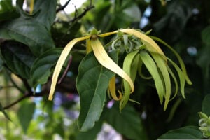 Ylang Ylang flowers representing long-lasting essential oil aromas